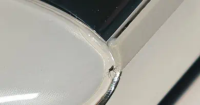 OnePlus 12 user found a dead bug inside